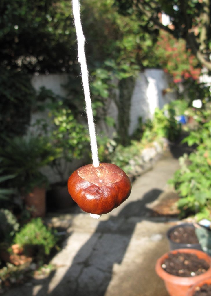 World Conker Championships