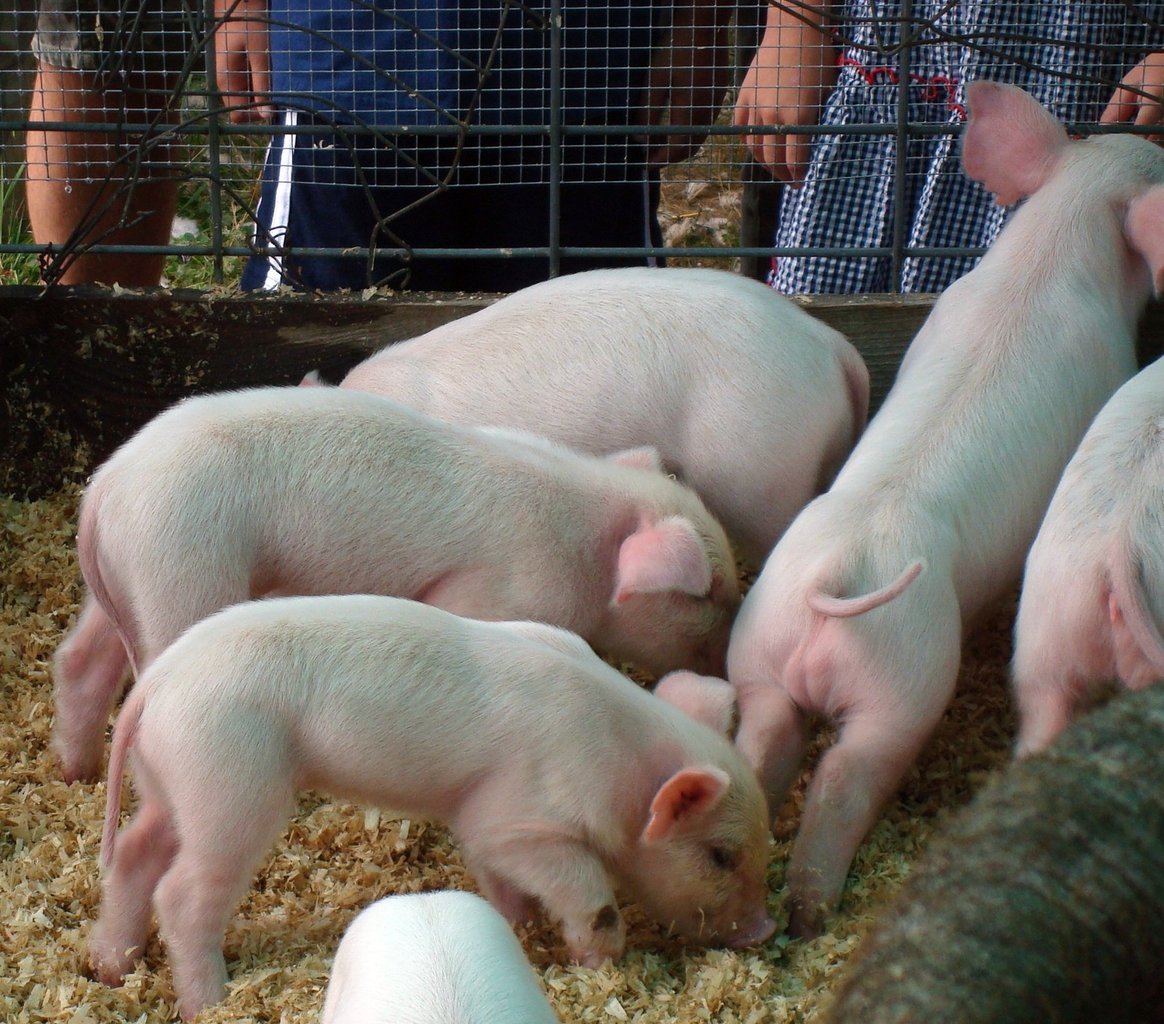 Baby farm animals are among the many things, you can see at the Balmoral Show.