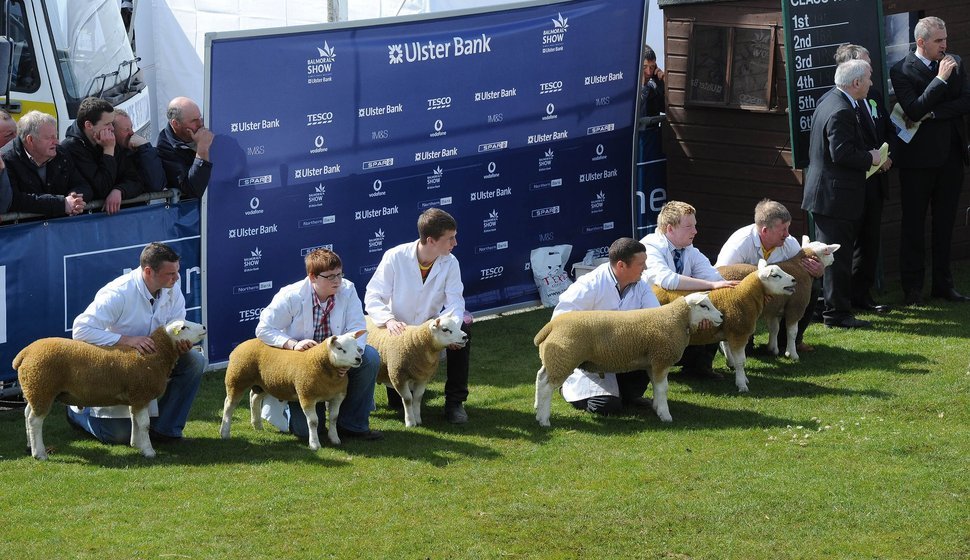 The breeders participate in numerous livestock competitions.